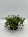 Crassula expansa fragilis