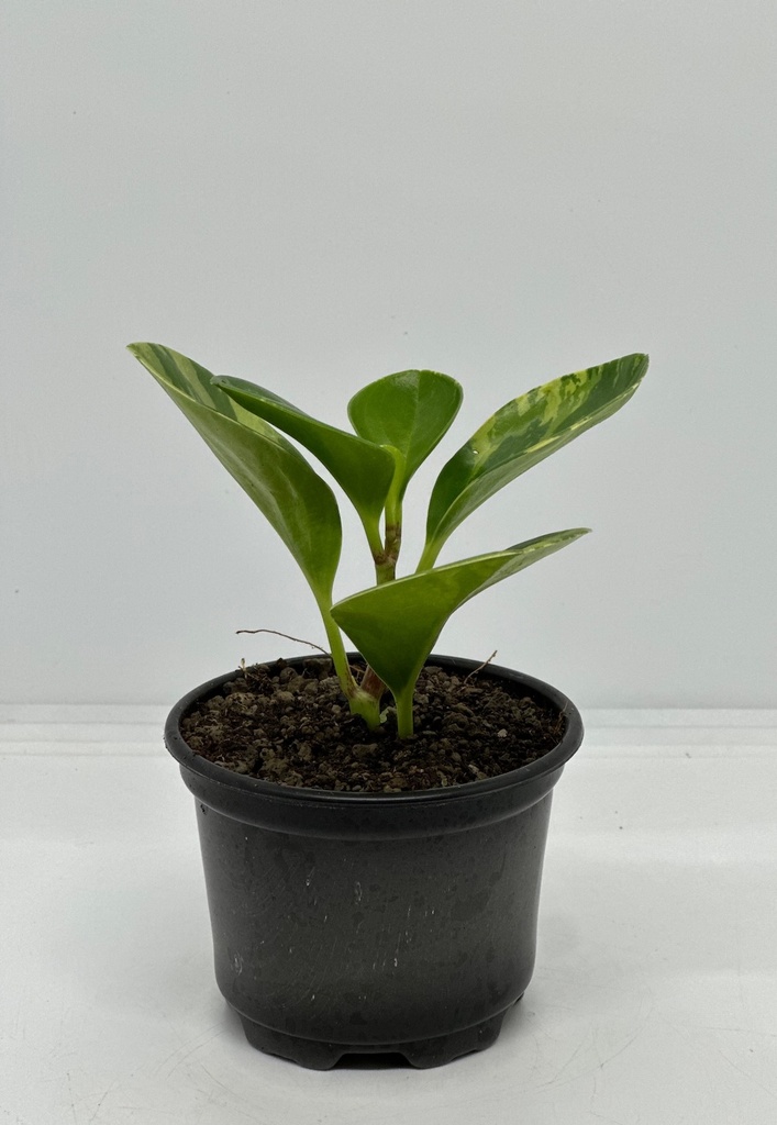 Peperomia obtusifolia variegata