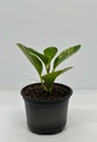 Peperomia obtusifolia variegata