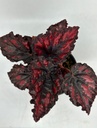 Begonia rex 'Etna'
