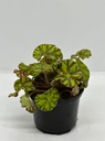 Begonia rex 'tiger kitten'