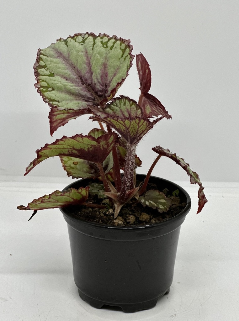 Begonia rex 'Putz'