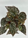 Begonia argenteo guttata