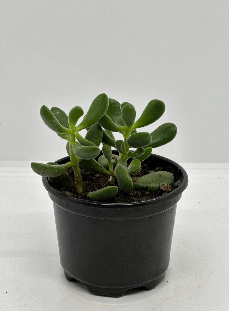 Crassula rogersii