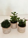 Pet Lovers Selection with Terracotta Pots 