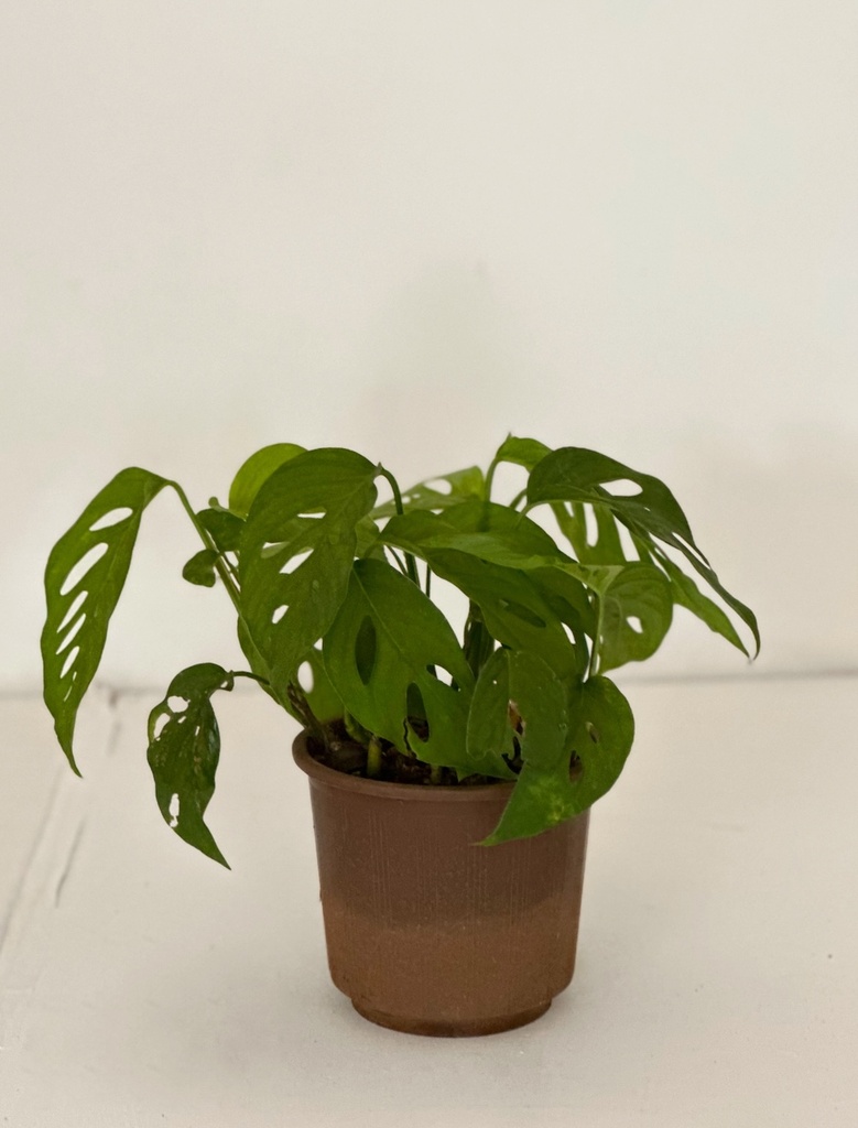 Monstera adansonii