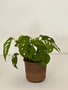 Monstera adansonii