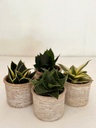 Snake Plant Selection with Terracotta Pots