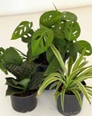 Home / Office Bundle (without pots)