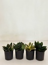 Snake Plant Selection (without pots)