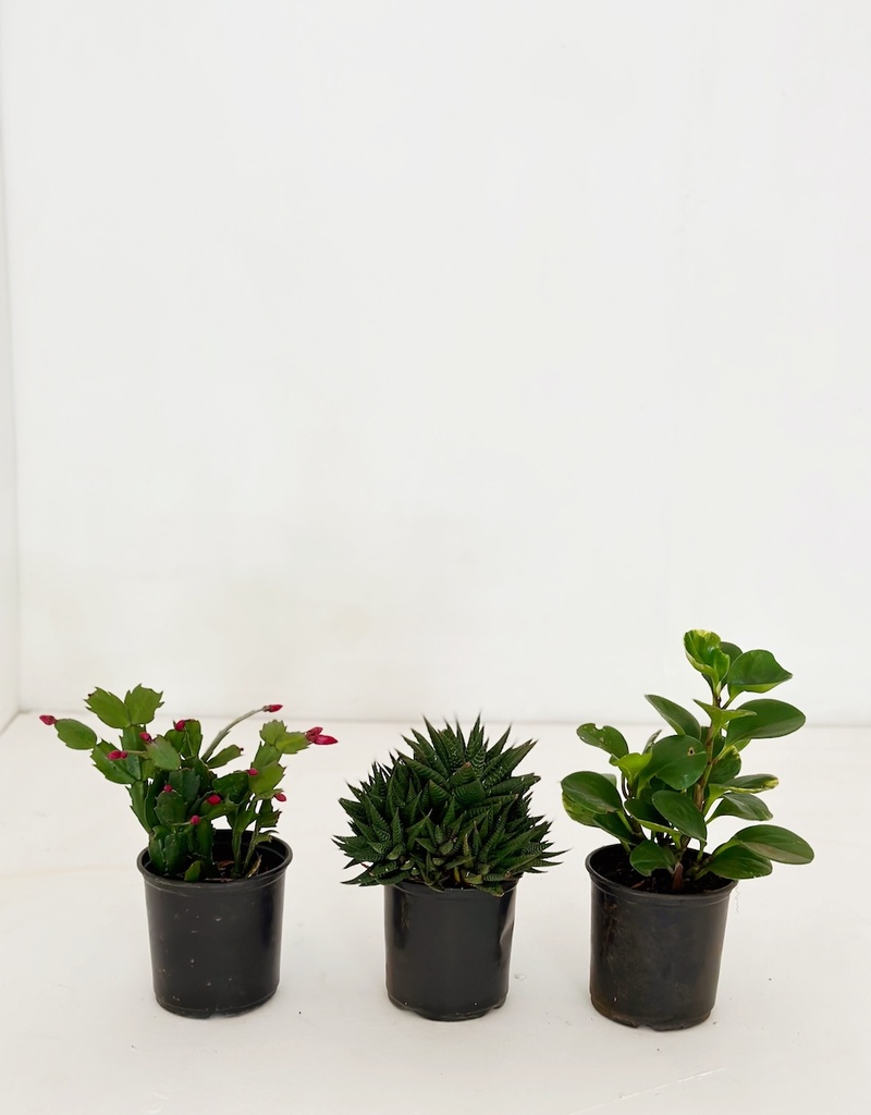 Pet Lovers Selection (without pots)