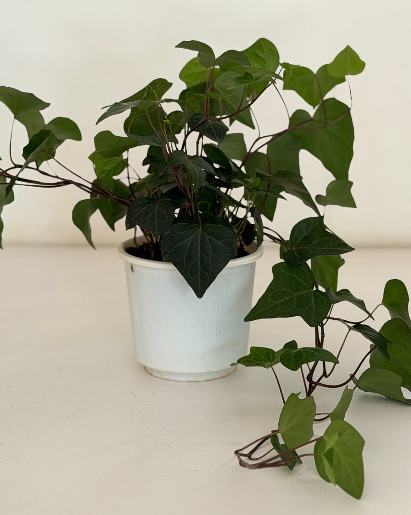 Hedera helix