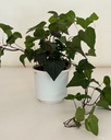 Hedera helix