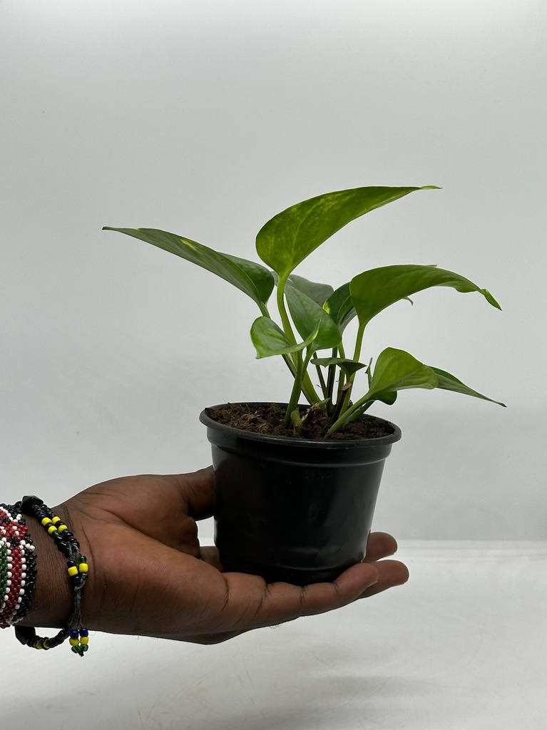 Epipremnum aureum 