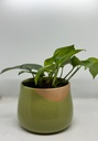 Elsie Pot