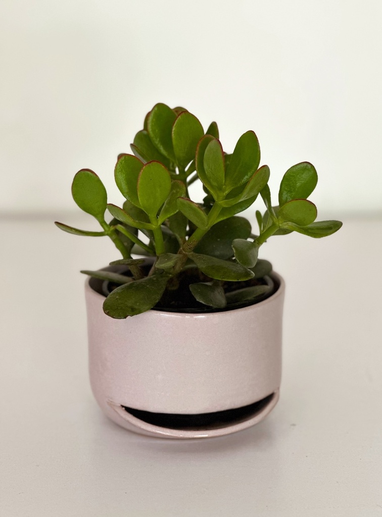 Junior Size 3 and Crassula Gift Combo