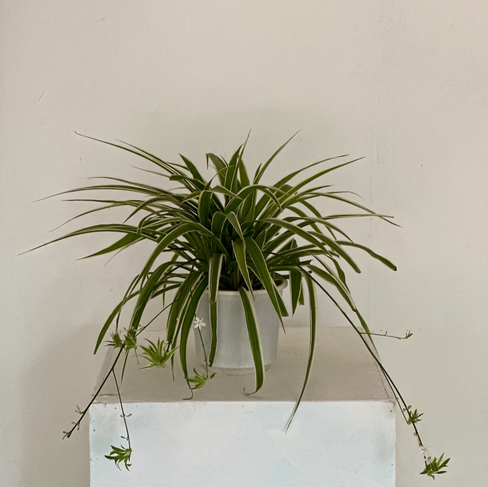 Chlorophytum comosum