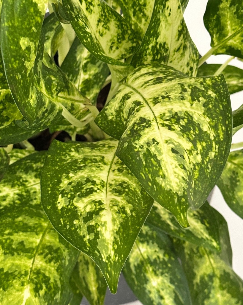 Aglaonema costatum 'sparkles'