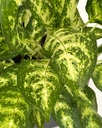 Aglaonema costatum 'sparkles'