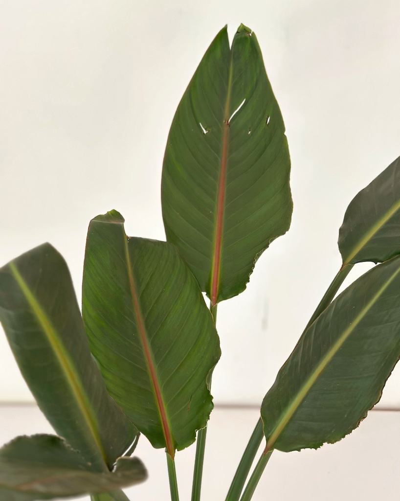 Strelitzia reginae