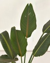 Strelitzia reginae
