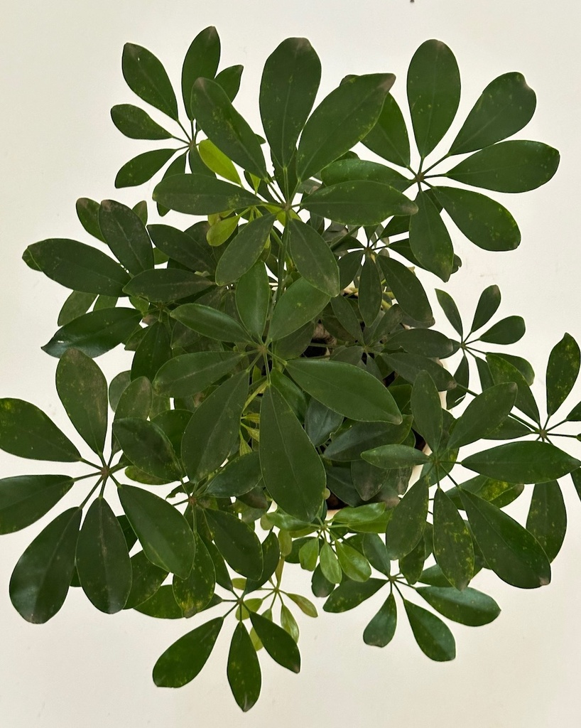 Schefflera arboricola