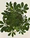 Schefflera arboricola