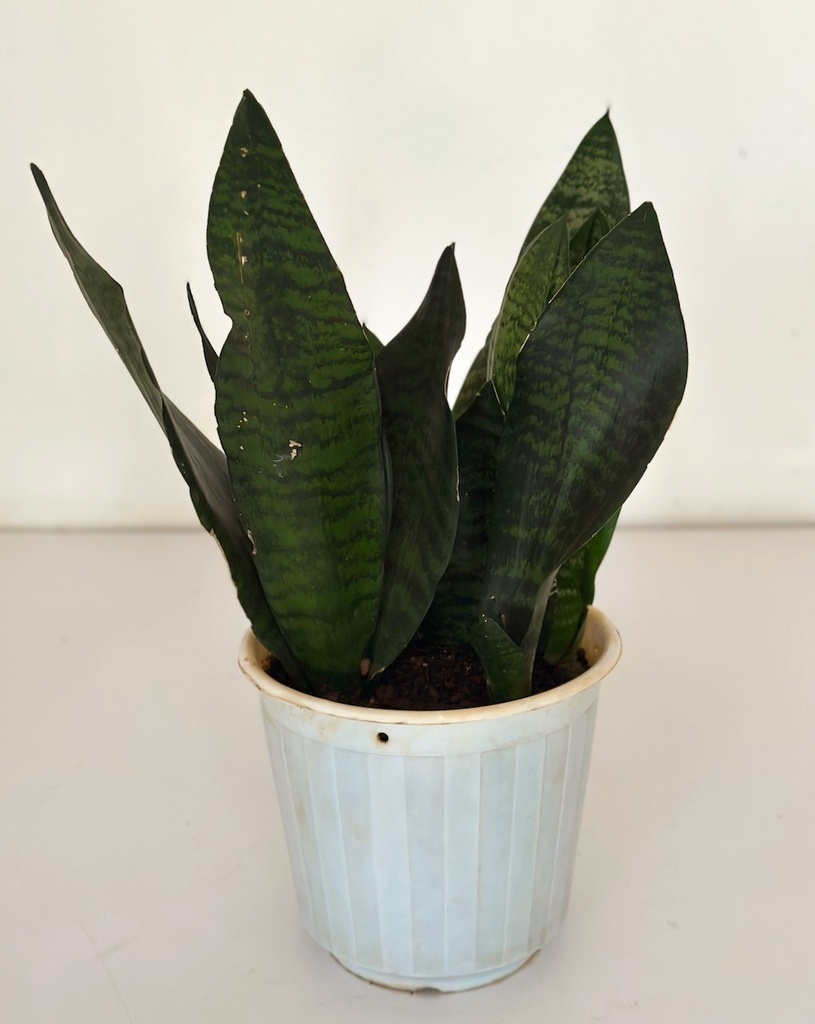 Sansevieria zeylancia 'compacta'