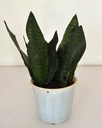 Sansevieria zeylancia 'compacta'