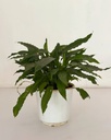 Spathiphyllum 