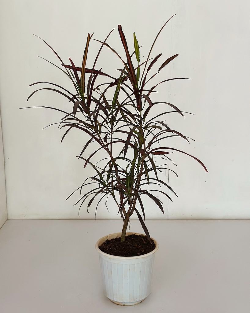 Codiaeum variagetum 'Zanzibar' (Croton)