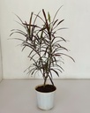 Codiaeum variagetum 'Zanzibar' (Croton)