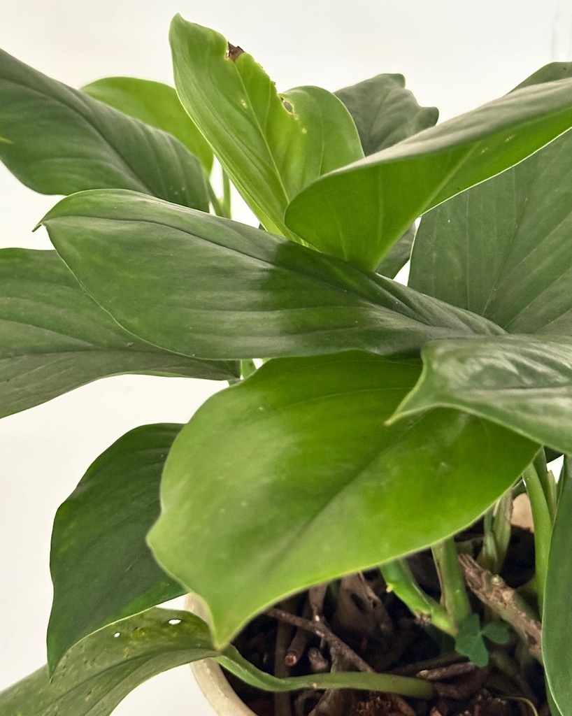 Monstera lechleriana 