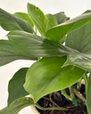 Monstera lechleriana 