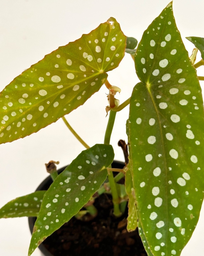 Begonia maculata