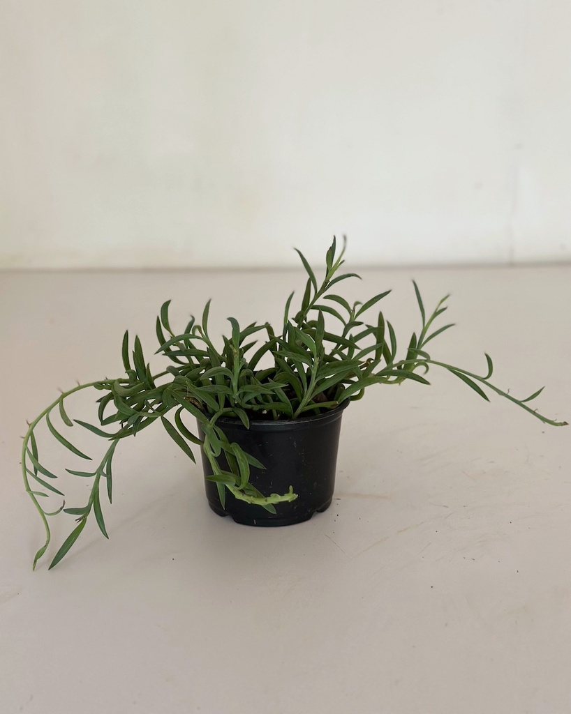 Senecio radicans (String of Bananas)