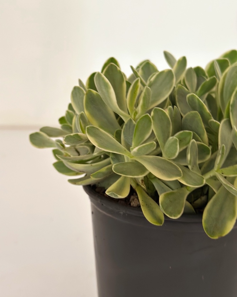 Crassula swaziensis variegata