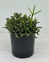 Rhipsalis burchellii