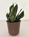 Sansevieria superba