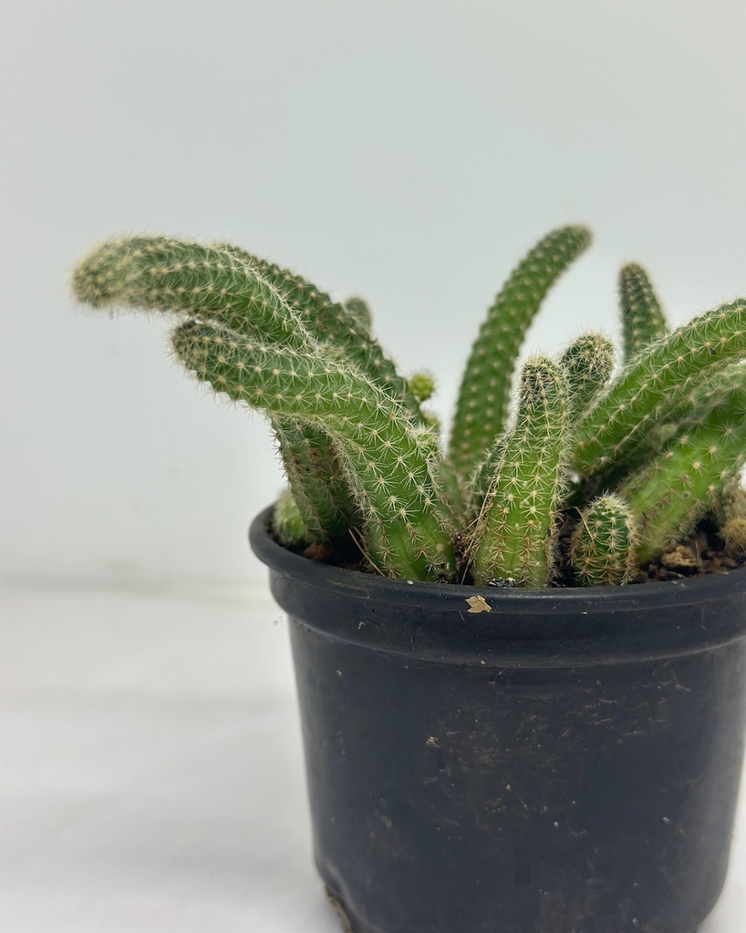 Echinopsis chamaecereus (Peanut cactus)