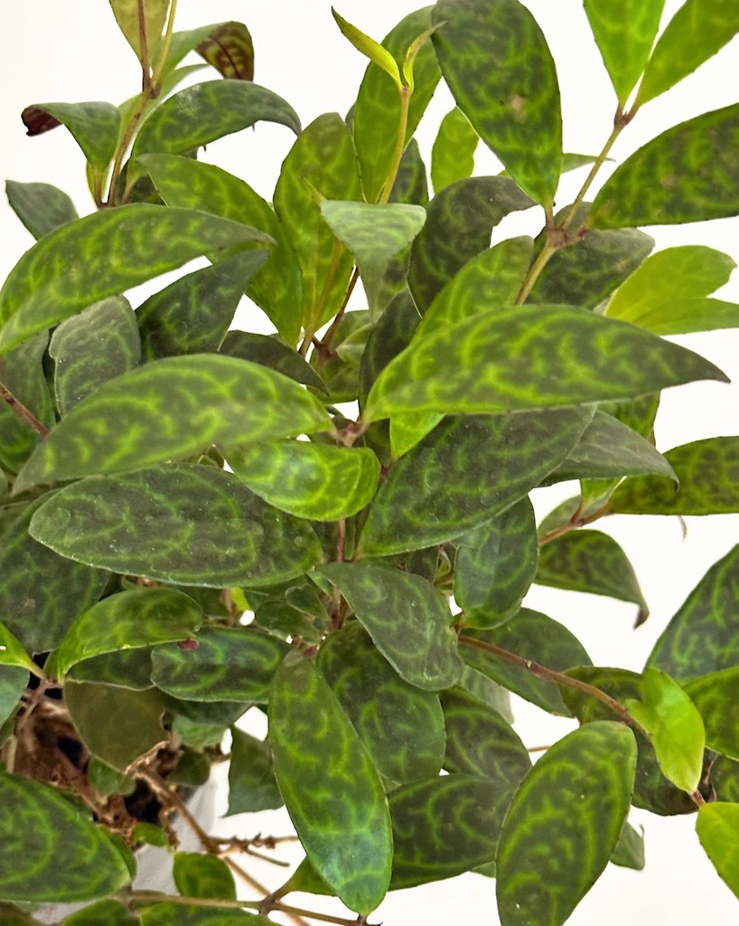 Aeschynanthus longicaulis (Lipstick Plant)