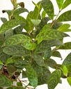 Aeschynanthus longicaulis (Lipstick Plant)