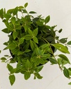 Peperomia angulata