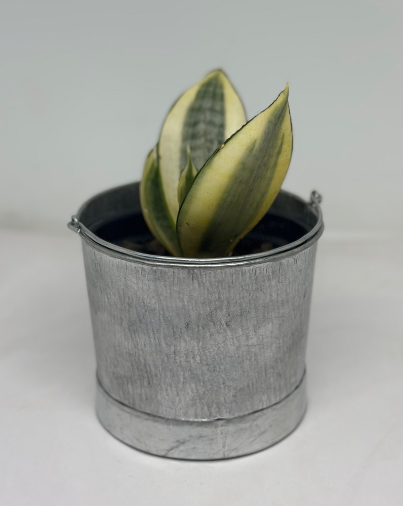 Metal Bucket Size 2