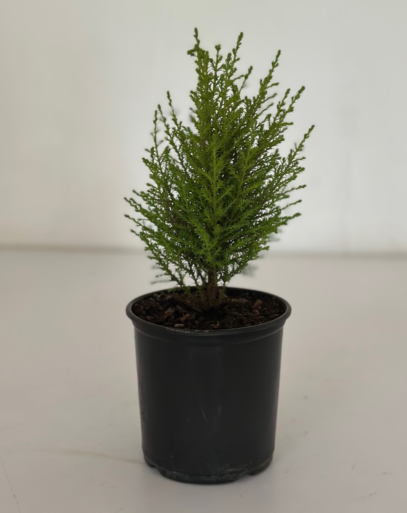 Lemon Cypress 'Christmas Tree'