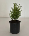 Lemon Cypress 'Christmas Tree'