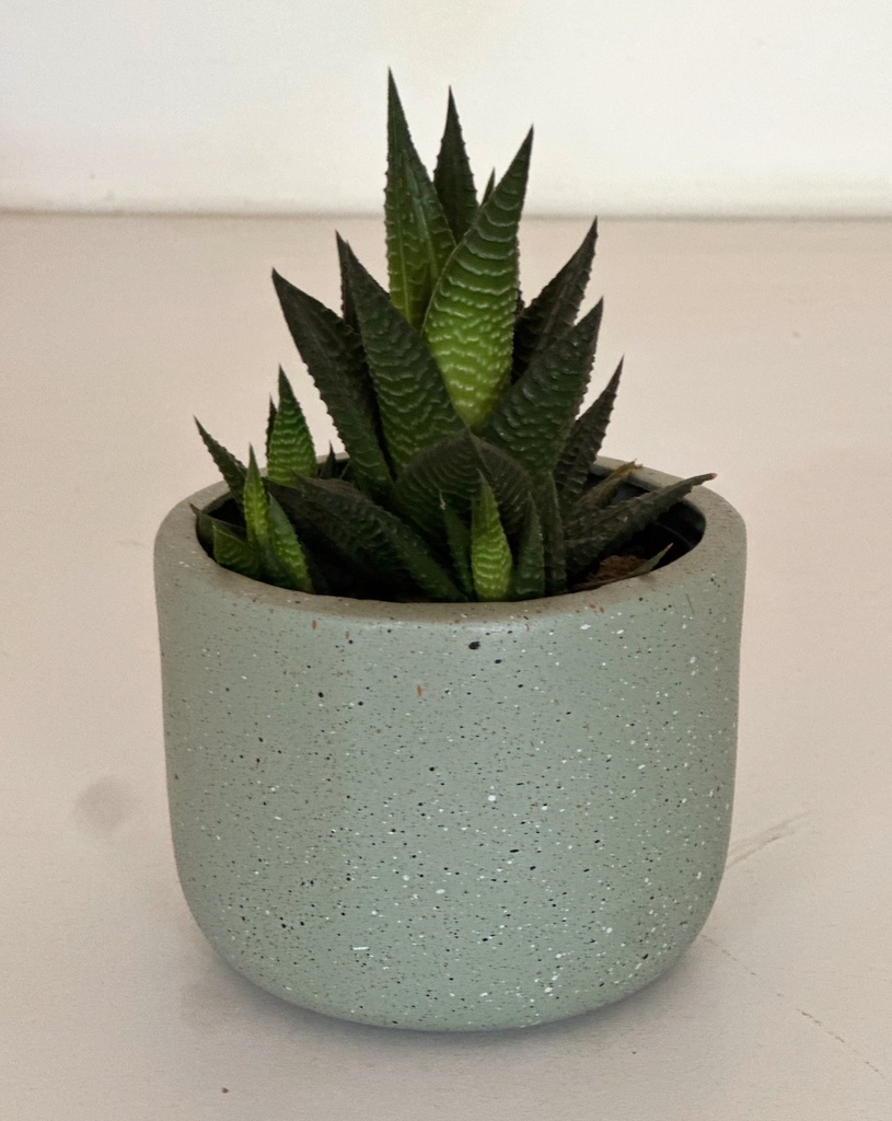 Size 2 Plant and Pot Gift Combo