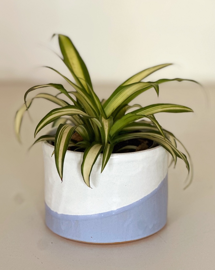 Size 3 Plant and Pot Gift Combo