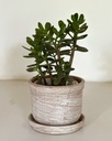 Size 5 Plant and Pot Gift Combo