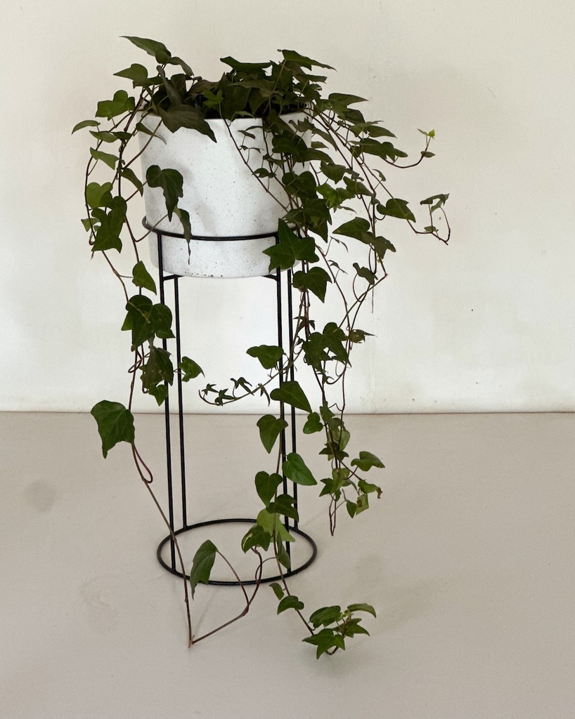 Size 6 Plant, Pot and Stand Gift Combo